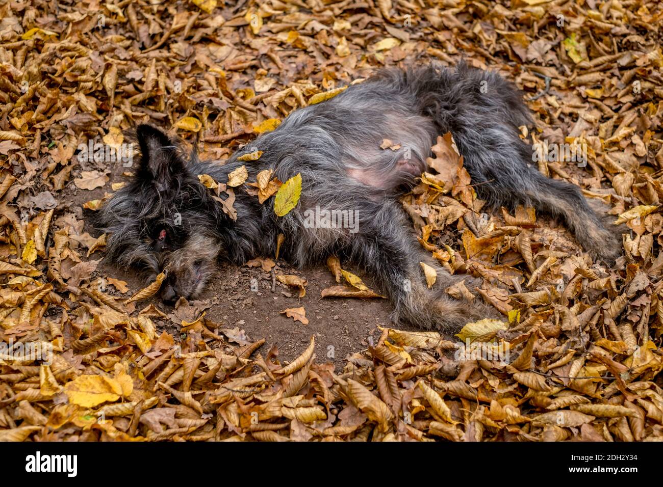 Toter welpe in der Fotos und Bildmaterial in hoher Auflösung Alamy