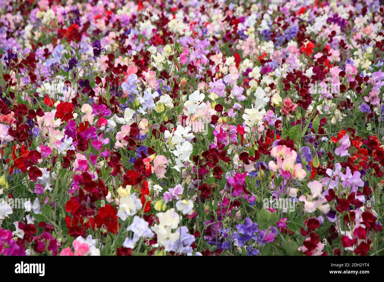 Die süßen Erbsen auf dem Feld die mehrfarbigen Blüten so weit Wie das Auge sehen kann Stockfoto