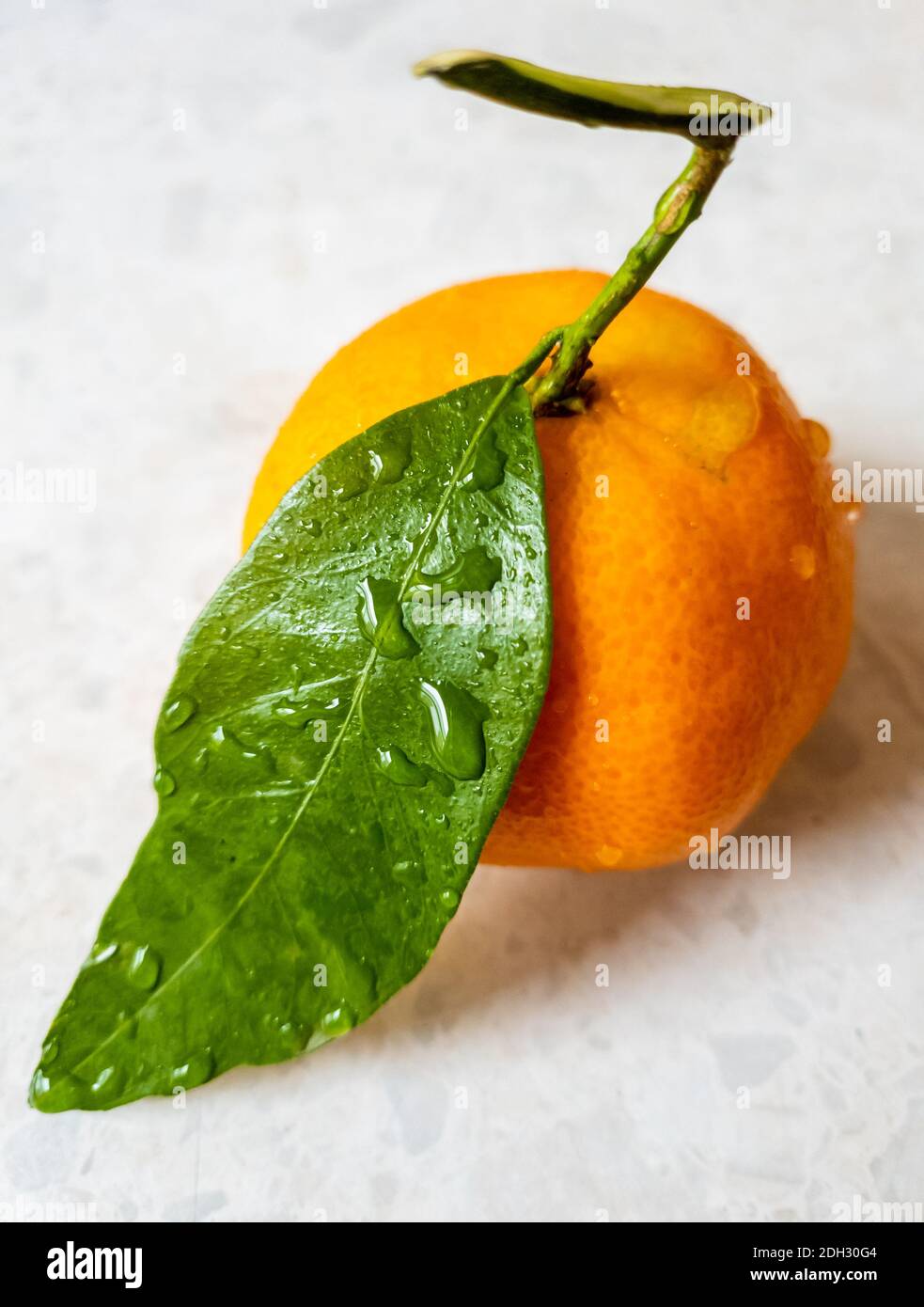 Isoliertes Bild einer frischen satsuma oder Mandarine mit grünem Blatt. Stockfoto