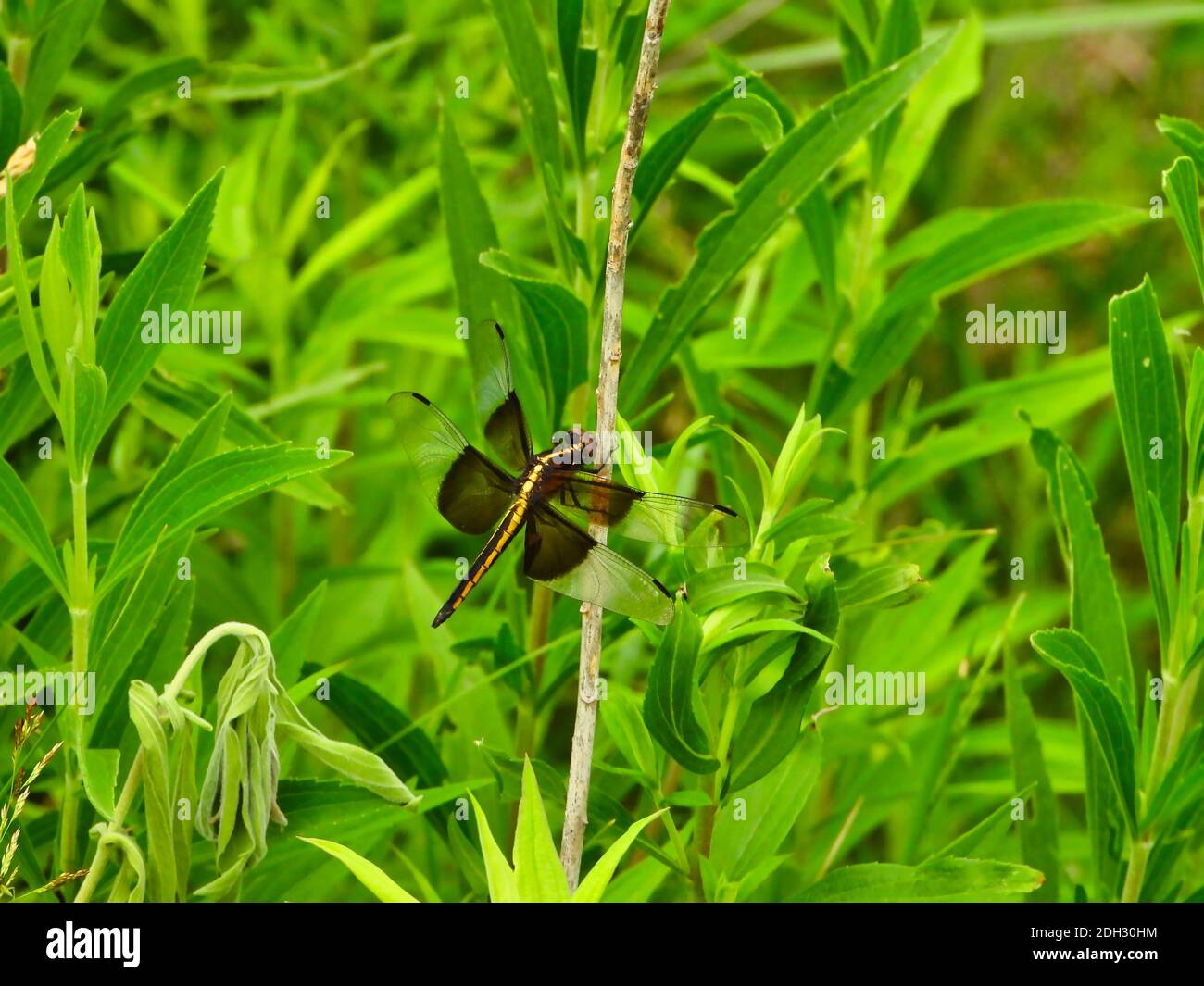 Satteltasche Libelle in Gelb und Schwarz A Side View Holding Weiter zum Stem unter den lebhaften grünen Blättern und Laub auf Sonniger Sommertag Stockfoto