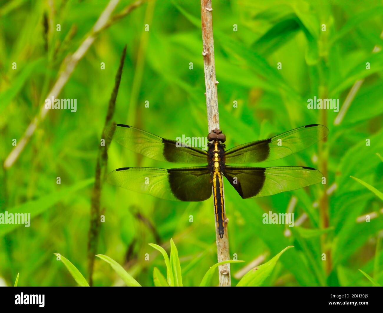 Saddleback Dragonfly hält an Stem unter reichen grünen Blatt Und ein heller und sonniger Tag im Sommer Stockfoto