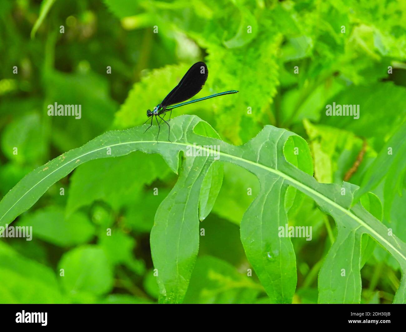 Ebony Jewelwing Dragonfly sitzt auf hellem Green Leaf mit irisierenden Grüner und blauer Körper und schwarze Flügel umgeben von Grün Laub auf einem hellen Sommer Stockfoto