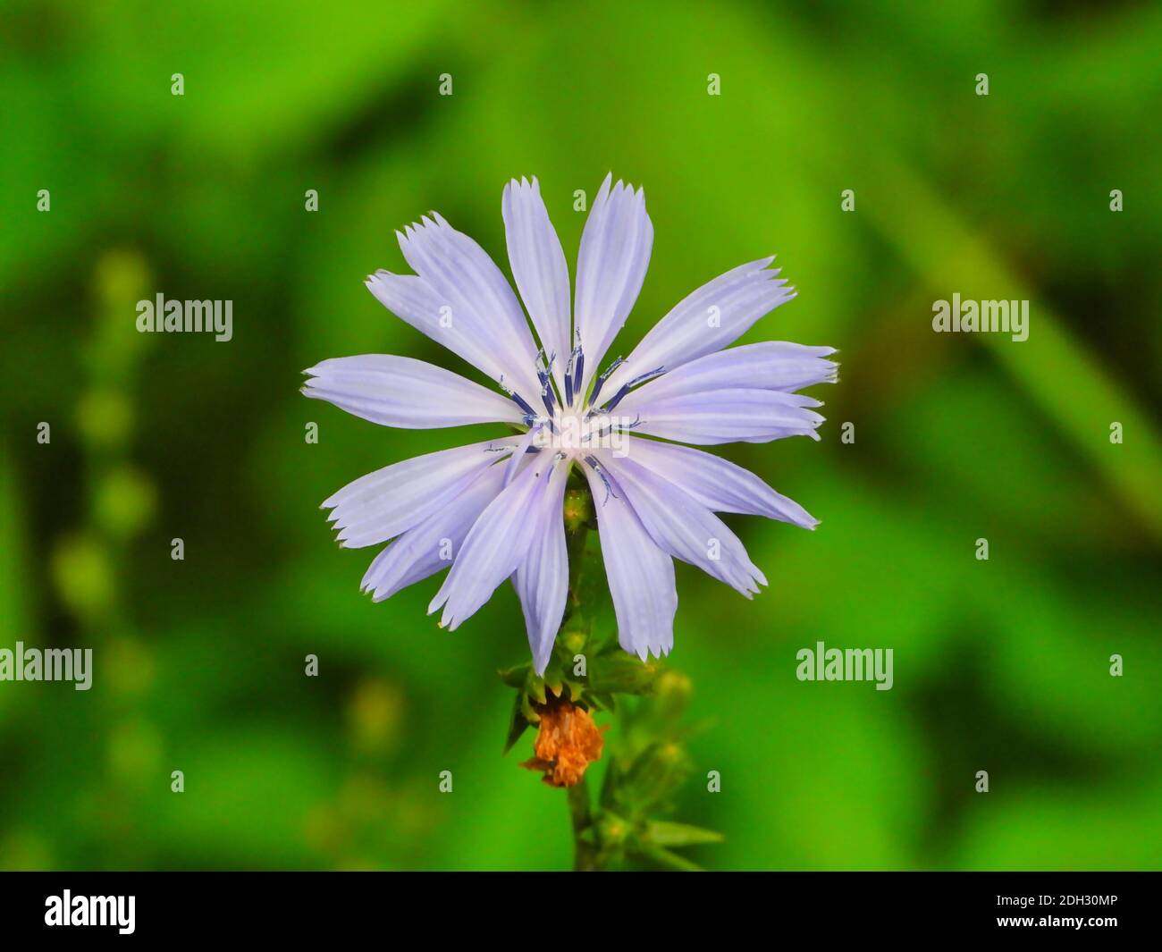 In Blüte Zichorie (Cichorium intybus) Blau Gänseblümchen Blau Löwenzahn Wildblume mit Oval geformt Blau zu Helle violette Blütenblätter auf einem klaren Sommersonne Stockfoto