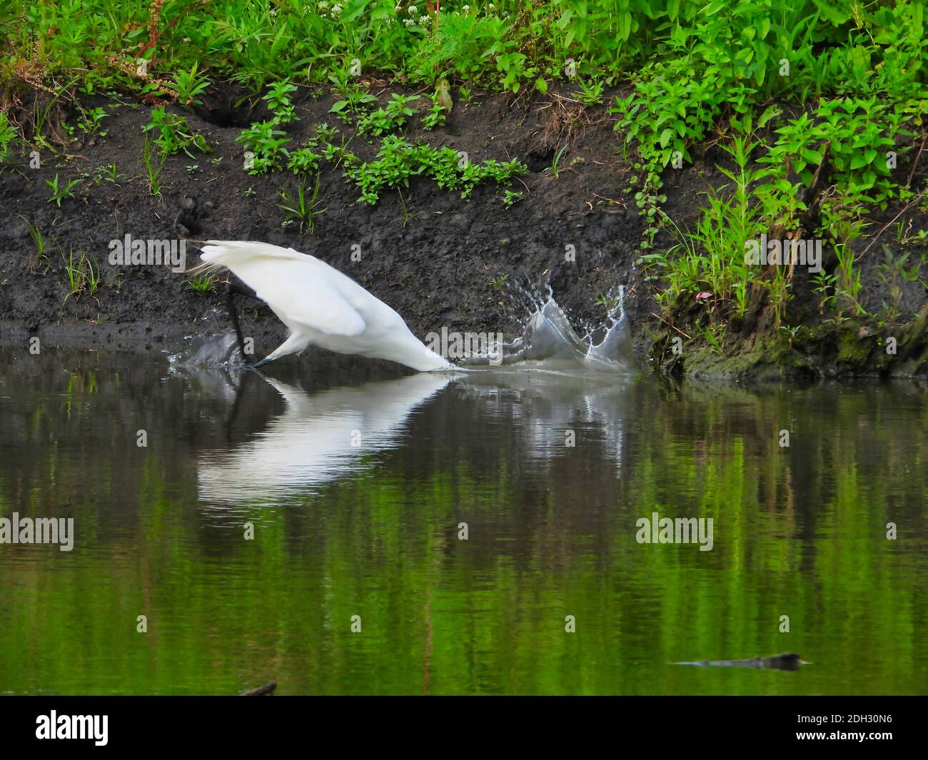 Ein großer Reiher Vogel schlägt Wasser, während im Teich angeln Sein Kopf unter Wasser auf der Suche nach einem Fisch mit Tröpfchen und Reflexion in Wasser und grüne Fauna Stockfoto