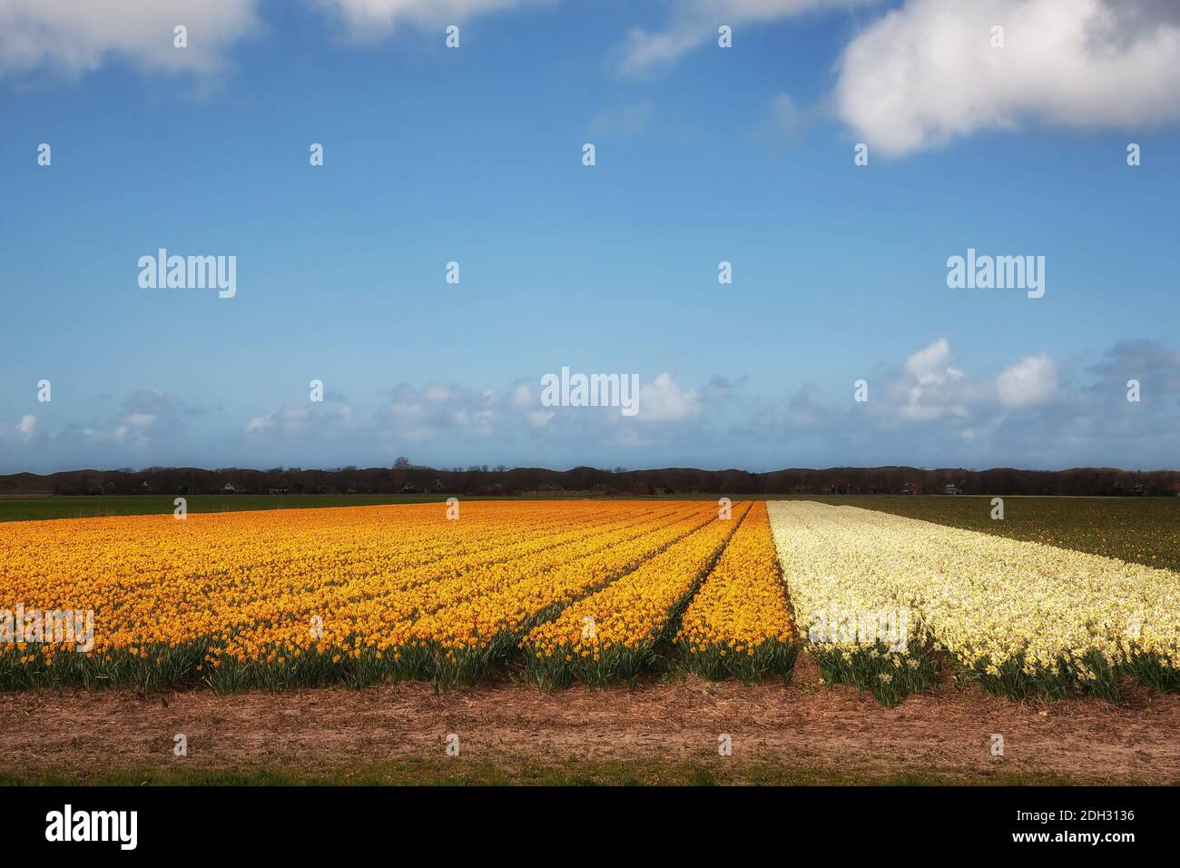 Ein Feld von Narzissen Stockfoto