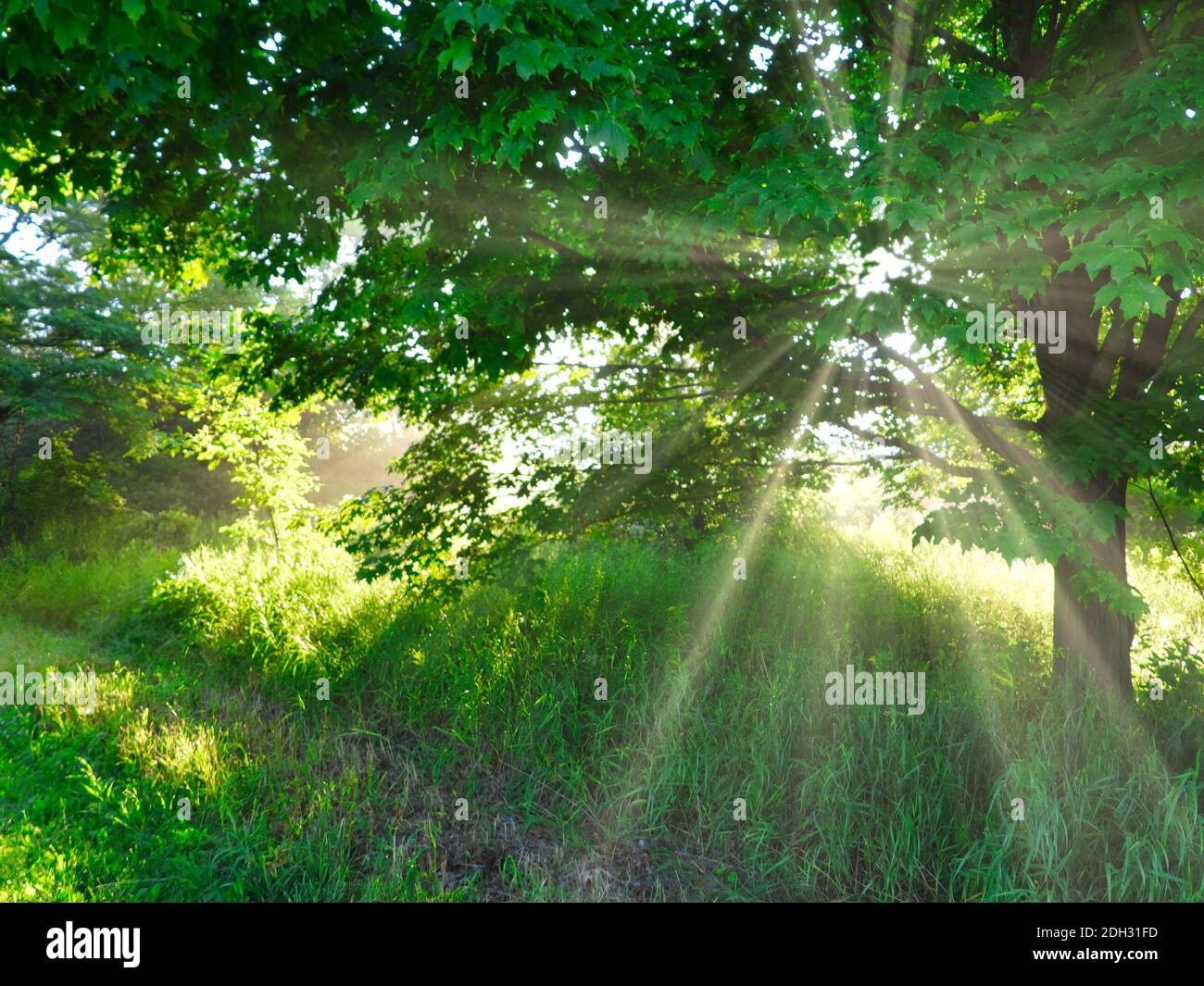 Sonne scheint durch Baum bei Sonnenaufgang im Wald Lichter bis Grün Blätter, Gras und Pflanzen, wie Sonnenstrahlen kommen durch Baum an einem Sommermorgen Stockfoto