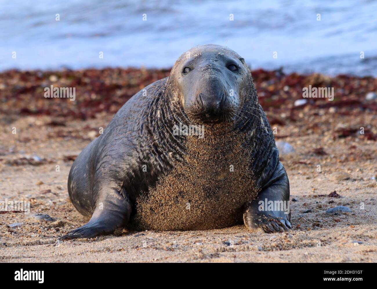 Atlantics Seal zog am Strand in der Sonne. Stockfoto