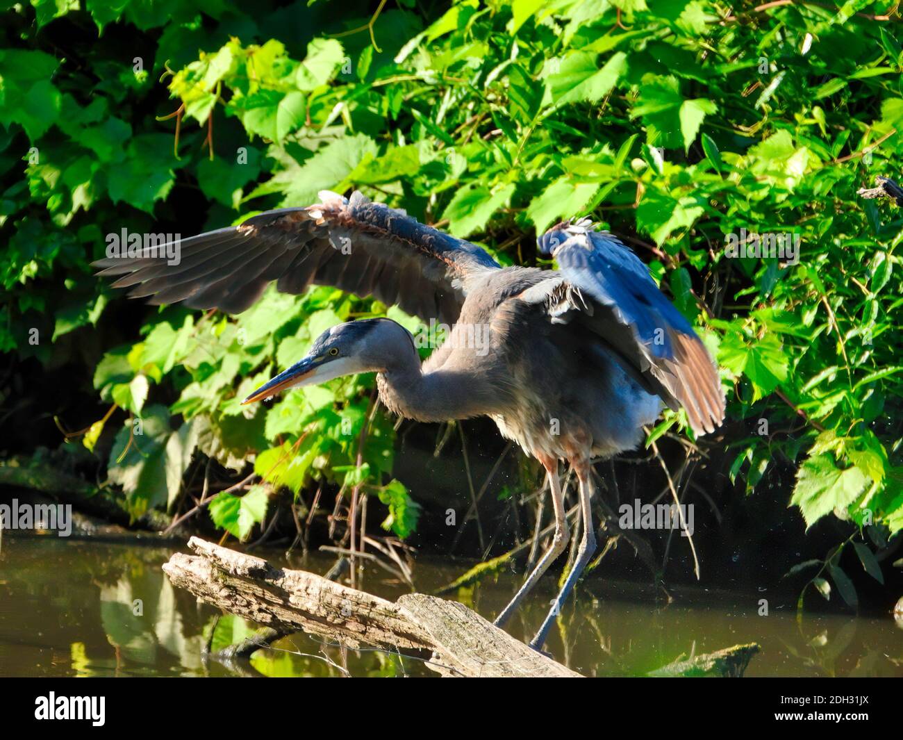 Ein großer Blaureiher Vogel nimmt eine große Dehnung mit Flügel nach oben, wie es auf einem Log positioniert balanciert auf Die Seite eines Teiches an einem schönen Sommertag Stockfoto