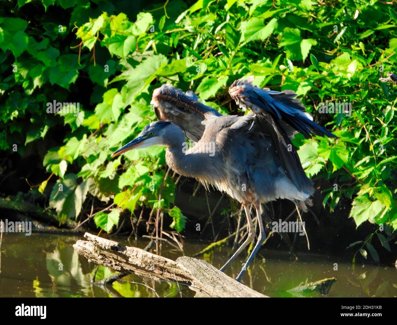 Blue Heron Bird streckt Flügel beim Balancing auf tot gehockt Baumzweig im Teich mit grüner Laub Umgebung Stockfoto