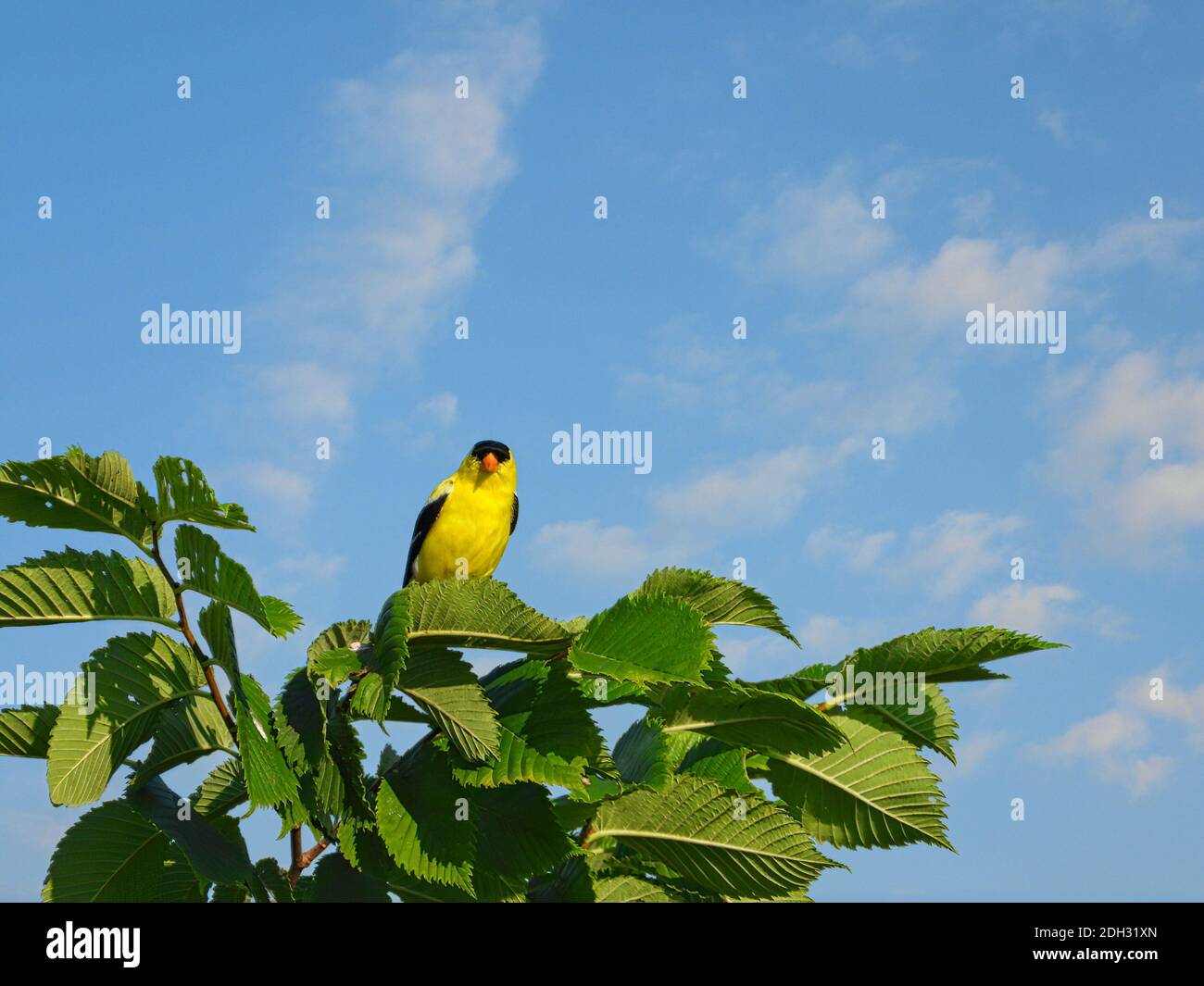 American Goldfinch Bird freut sich, während er auf Tree Branch thront Mit grünen Blättern mit hellem blauen Himmel mit ein paar Weiße Wolken Stockfoto