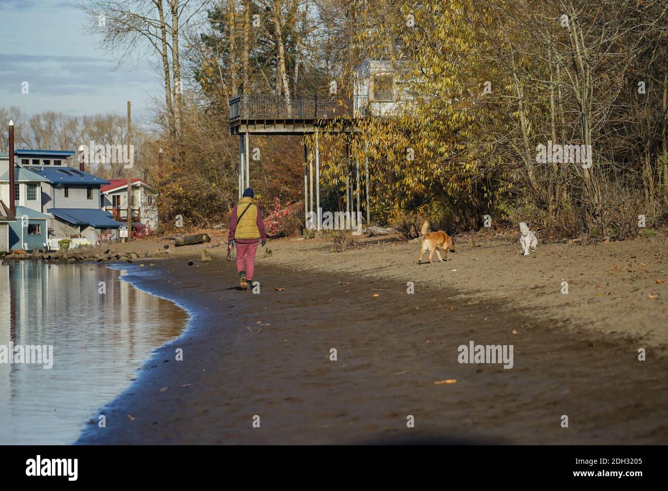 Ein Mann geht mit seinen Hunden an der Flussfront Portland, Oregon Stockfoto