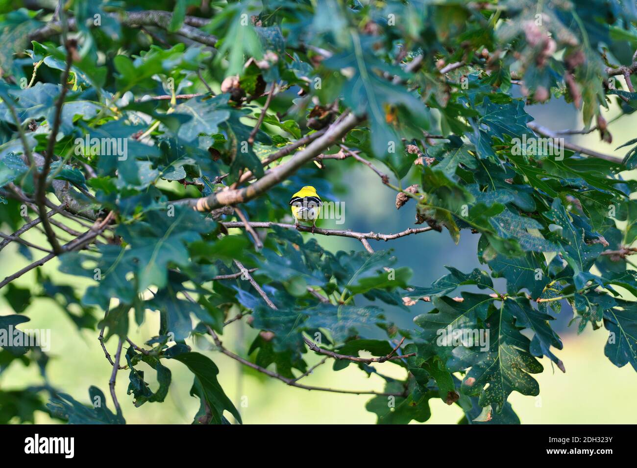 Vogel auf einem Ast: Amerikanischer Goldfinkenvogel sitzt auf einem mit Blättern gefüllten Baum und blickt in den lebendigen Sommerwald und zeigt seine Brutfedern Stockfoto