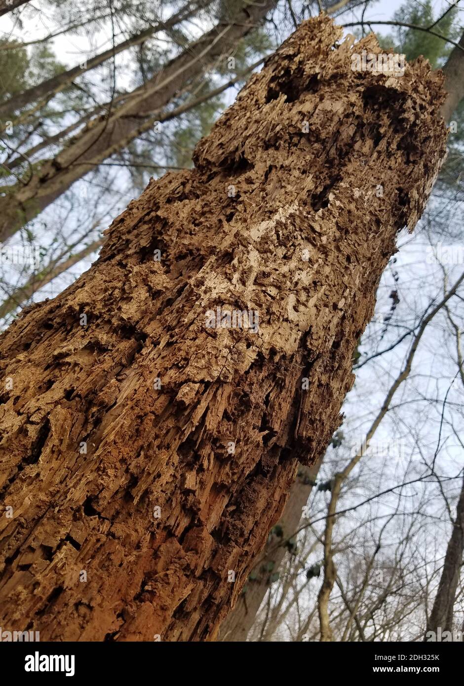 Nahaufnahme eines verfallenen, verfaulten Baumstammes im Wald Stockfoto