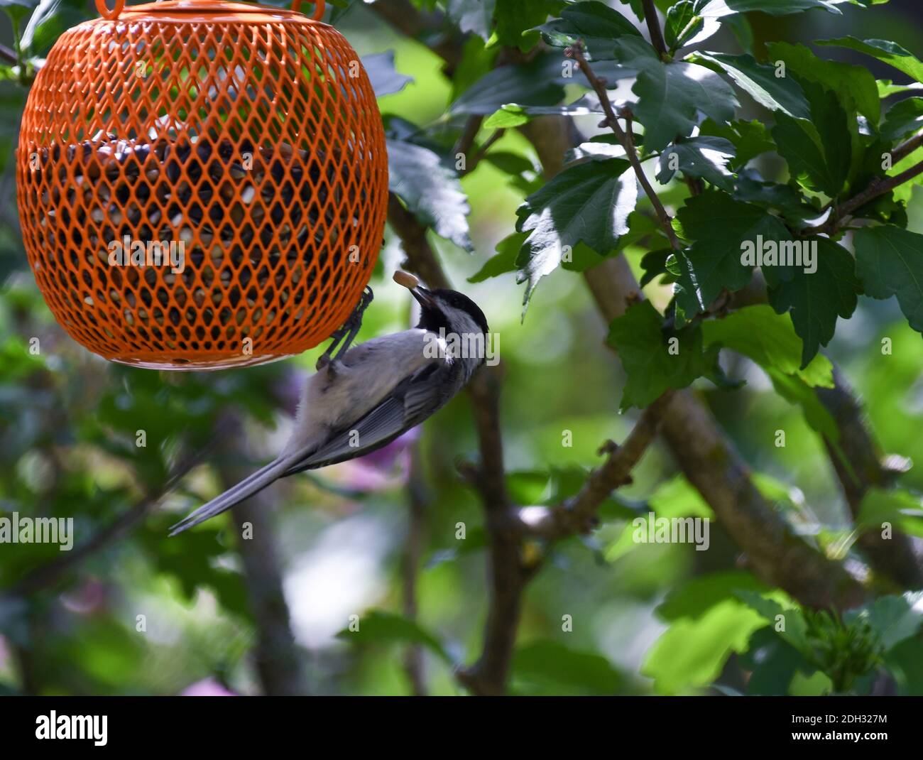 Schwarzdeckeliger Kicherackvogel mit Erdnuss im Schnabel, der kopfüber aufgehängt wird Auf Vogelfutterhaus Stockfoto