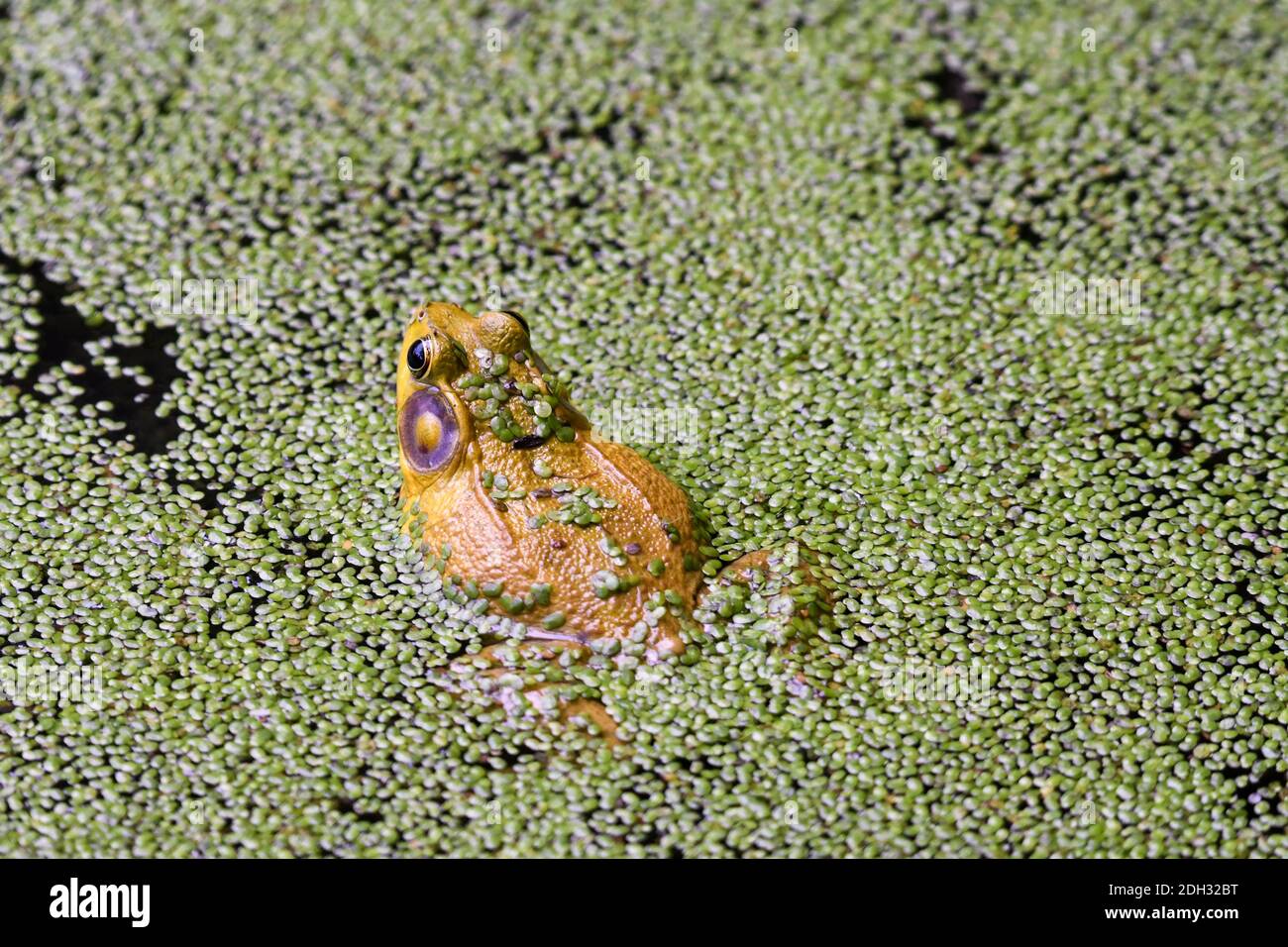 Bullfrog sitzt im algenbedeckten Teich mit Algenblüten auf Frosch's Back und Teil der Froschschenkel zeigt vom Wasser Stockfoto