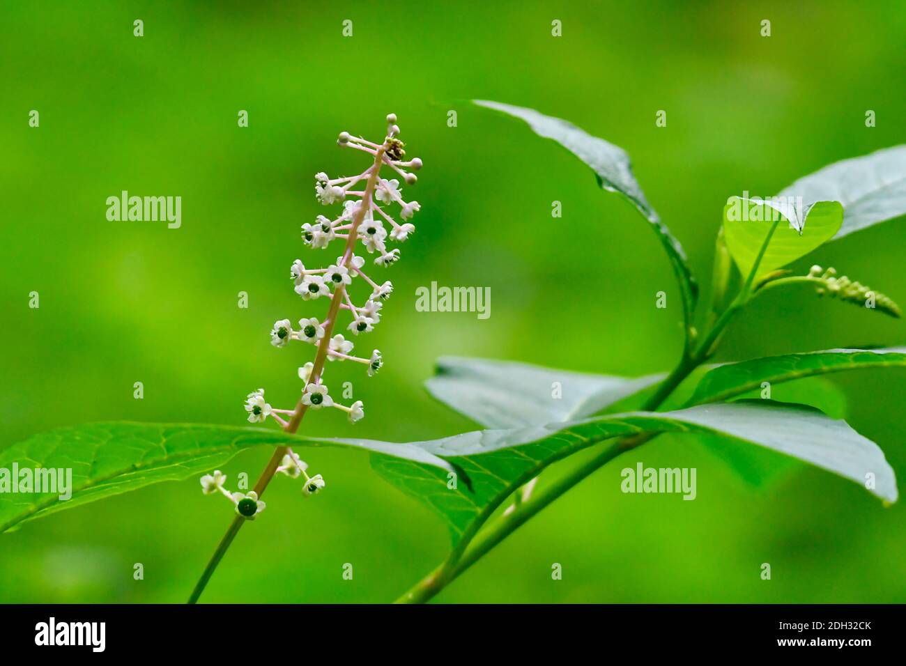 Schöne weiße Sommer Wildflower Nahaufnahme Makro mit grünen Blättern Stockfoto