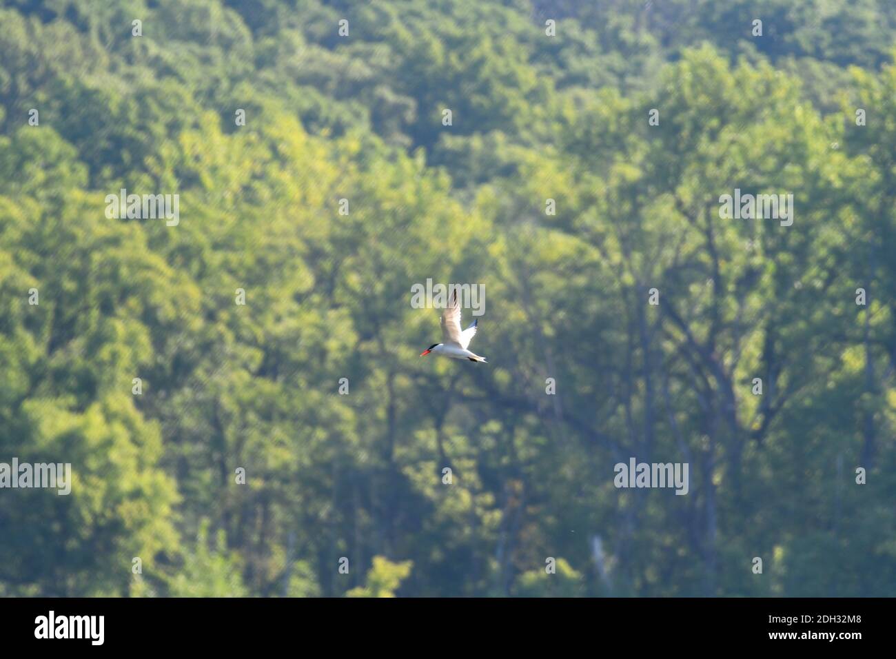 Kaspische Ternenvogel im Flug mit Flügeln nach oben Mit verschwommenem grünen Wald im Hintergrund und Sonnenschein Stockfoto