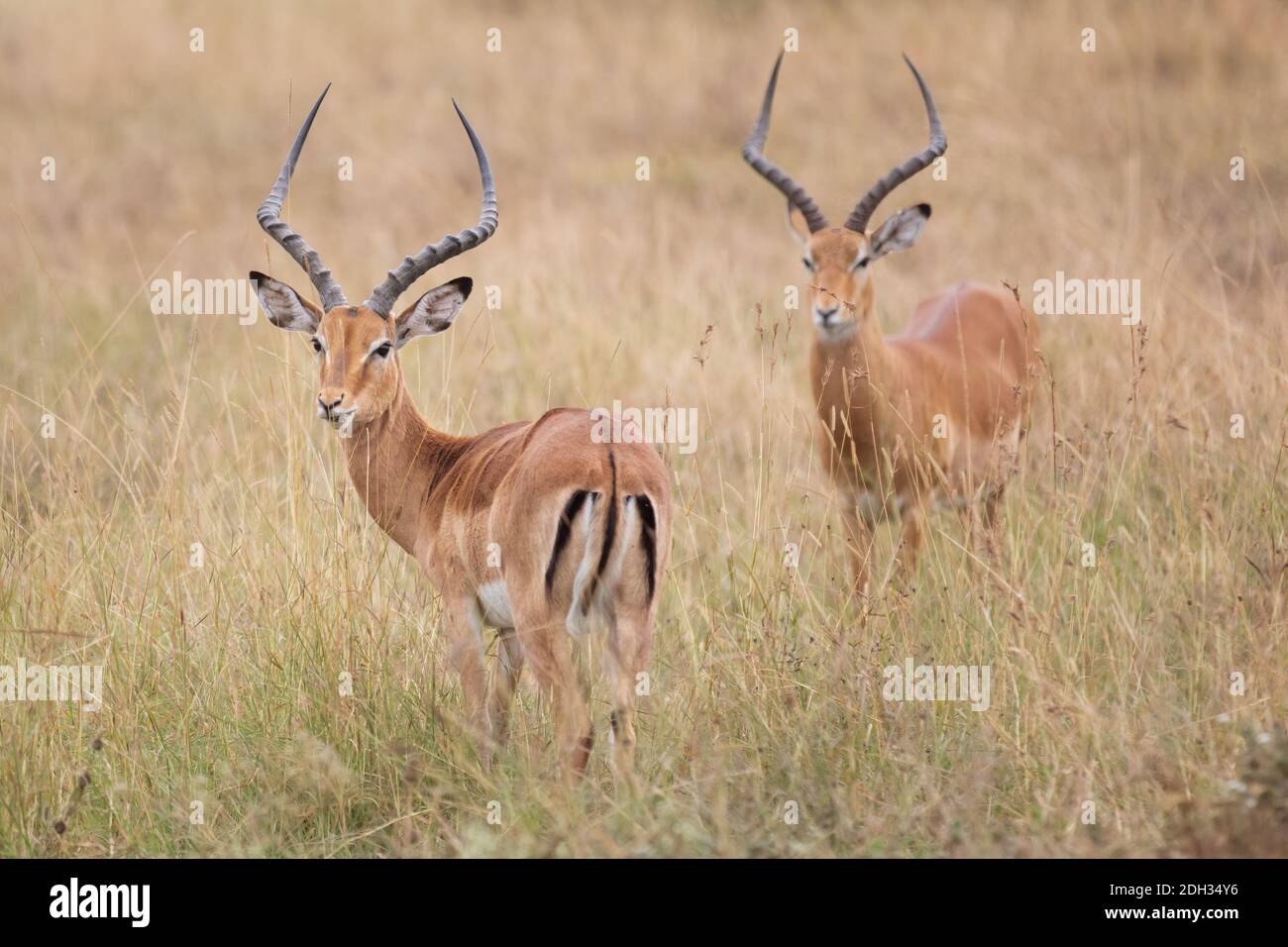 Zwei kostenlose thomson Gazelle im Nairobi Nationalpark Buchen Sie in Kenia Stockfoto