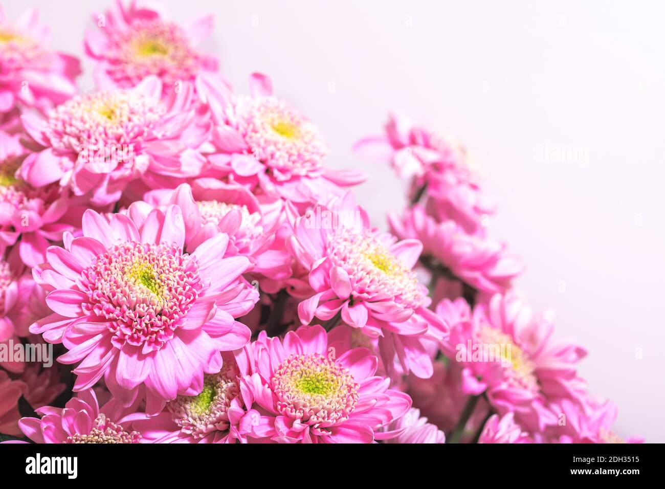 Viele kleine rosa chrisantemum Bouquet auf weißem Hintergrund Stockfoto