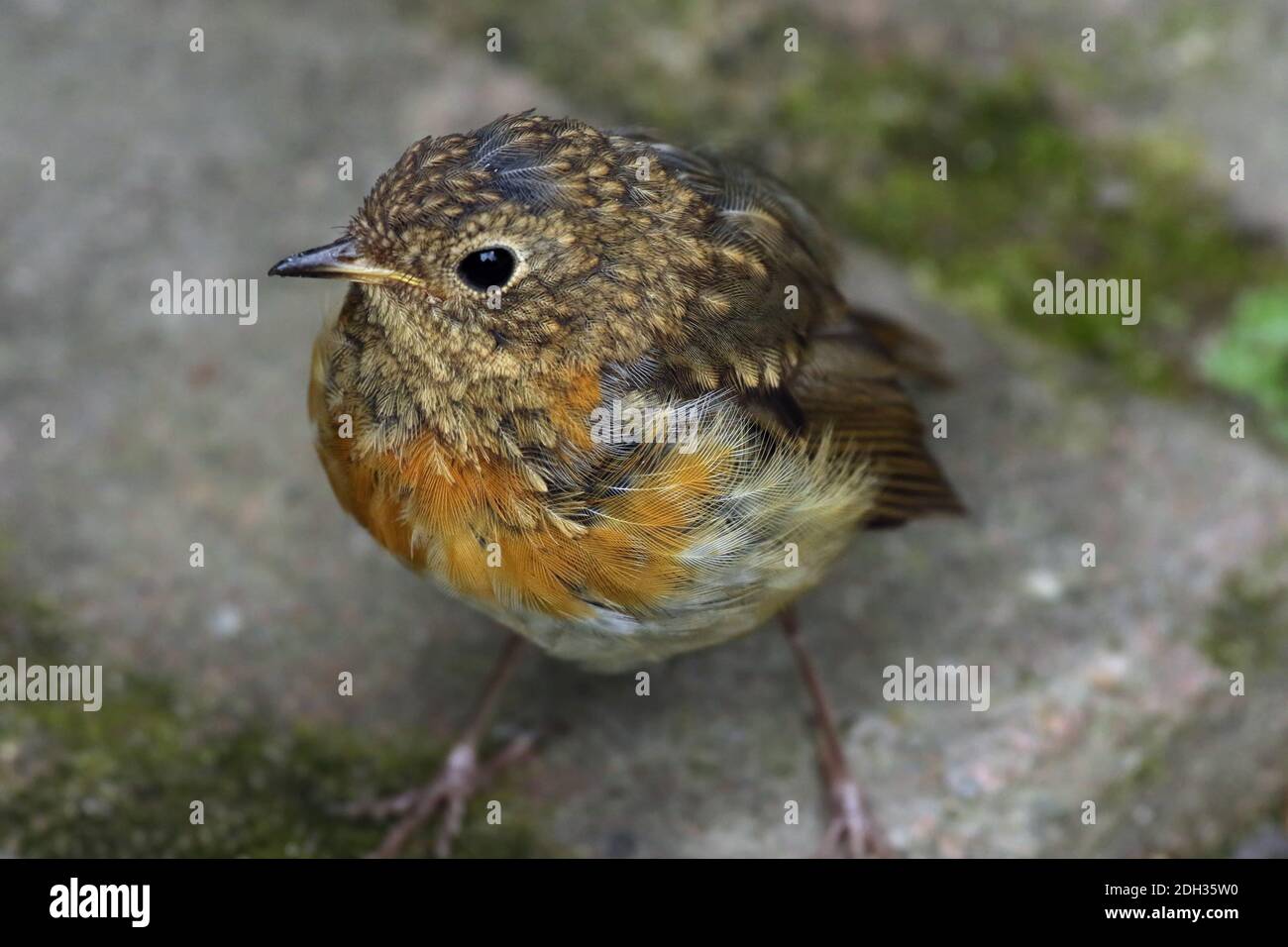Junge robin Stockfoto