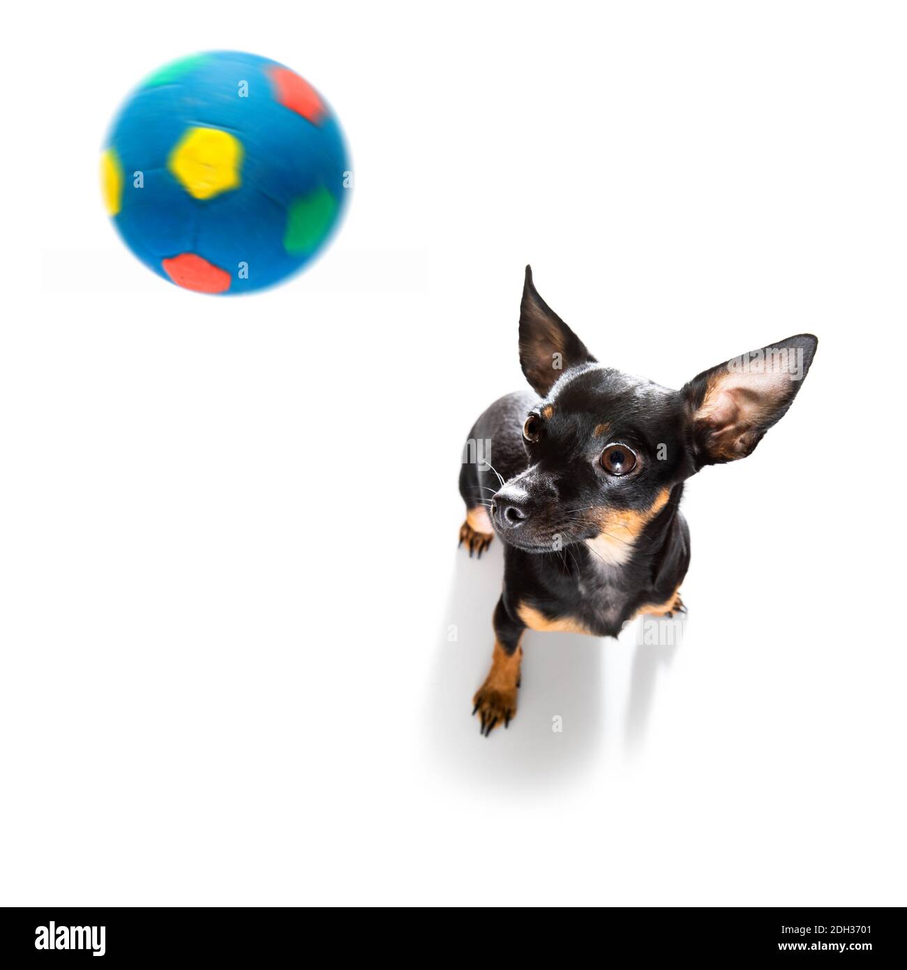 Fußball Prag Ratter Hund spielt mit Lederball , isoliert auf weißem Hintergrund und deutsche Flagge Stockfoto