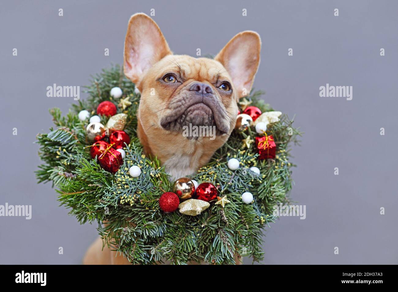 Französisch Bulldogge Hund trägt festliche Weihnachtskranz mit Stern und Ball Baum Kugeln um den Hals auf grauem Hintergrund Stockfoto