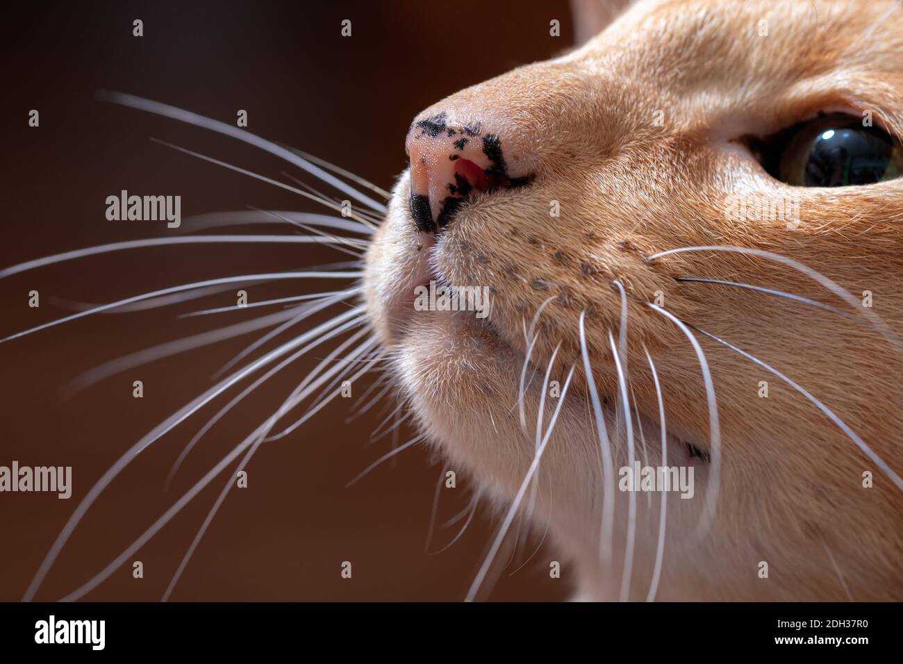 Rothaarige orientalische Katze mit langem Schnurrbart Stockfoto