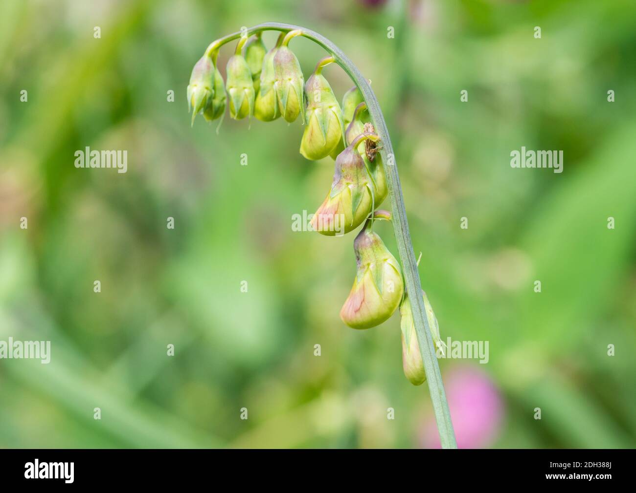 Eine Makroaufnahme eines Froghoppers, der zwischen einigen süßen Erbsenblütenknospen ruht. Stockfoto