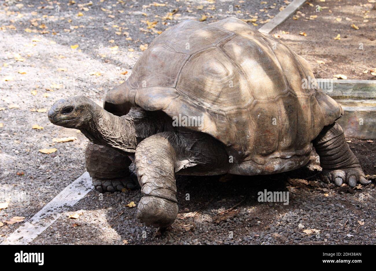 Riesenschildkröte auf Isle aux Aigrettes, Mauritius Stockfoto