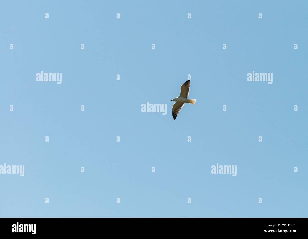Eine Aufnahme einer Heringsmöwe, die über einen blauen Himmel fliegt. Stockfoto