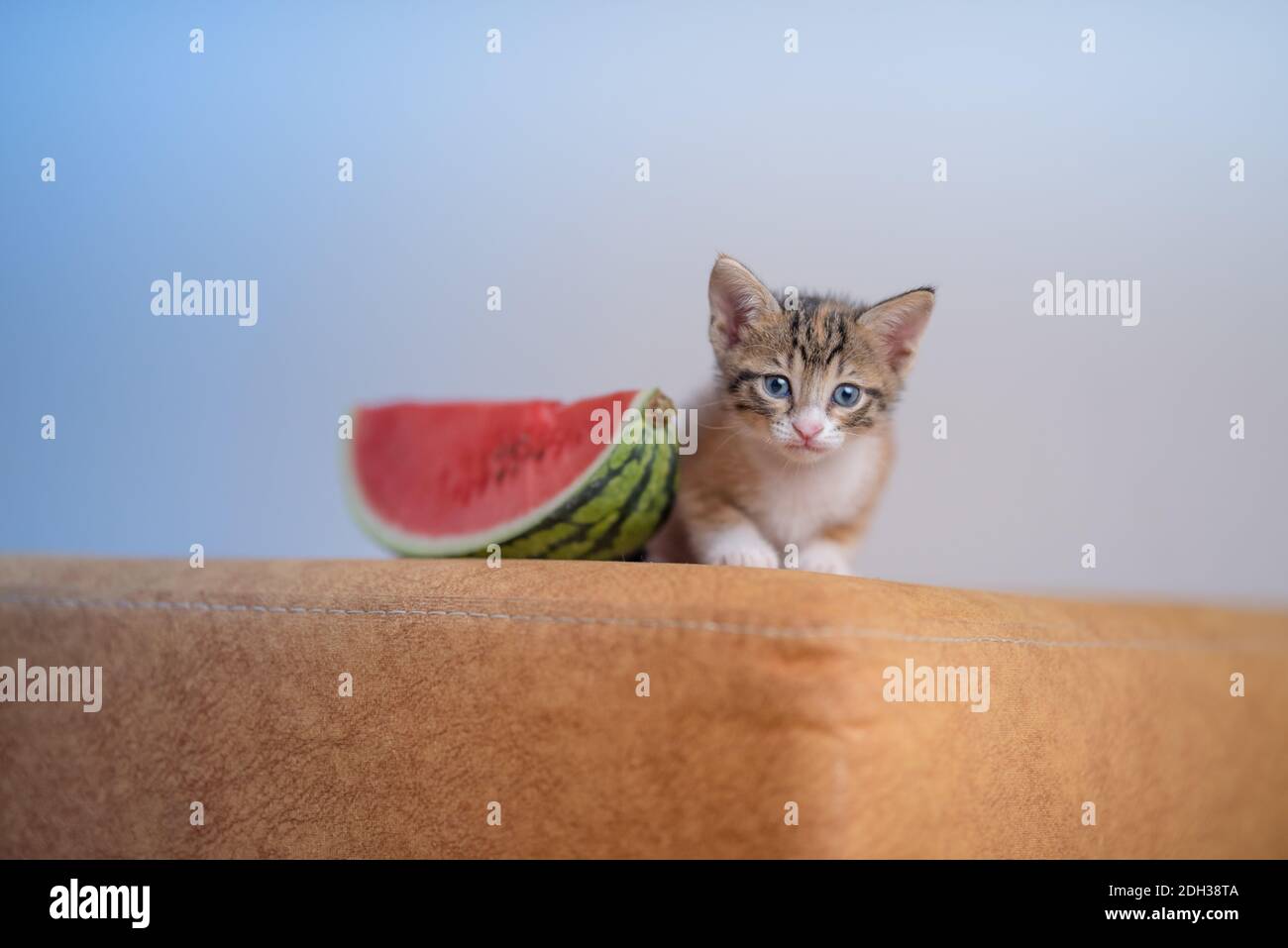 Eine Nahaufnahme eines sehr niedlichen Kätzchens auf dem Sofa mit einem Stück Wassermelone Stockfoto