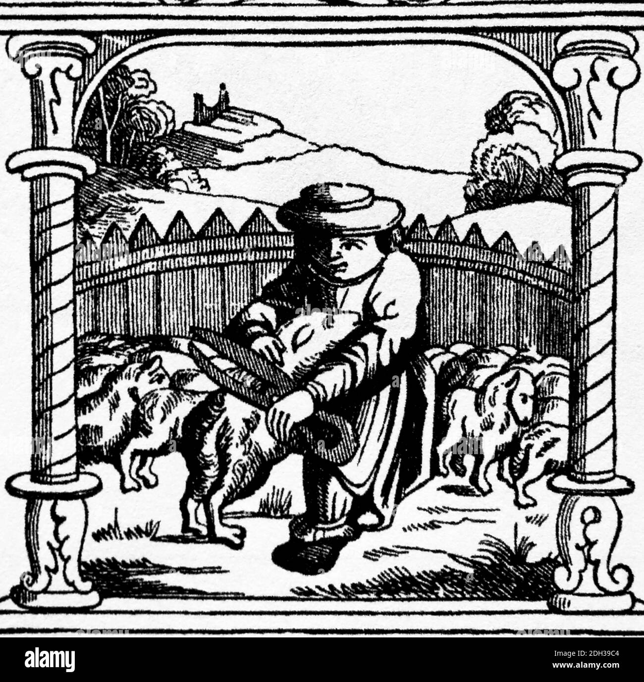 Mittelalter. Feudalismus. Schafe scheren. Gravur aus dem Stundenbuch. Spätere Färbung Stockfoto