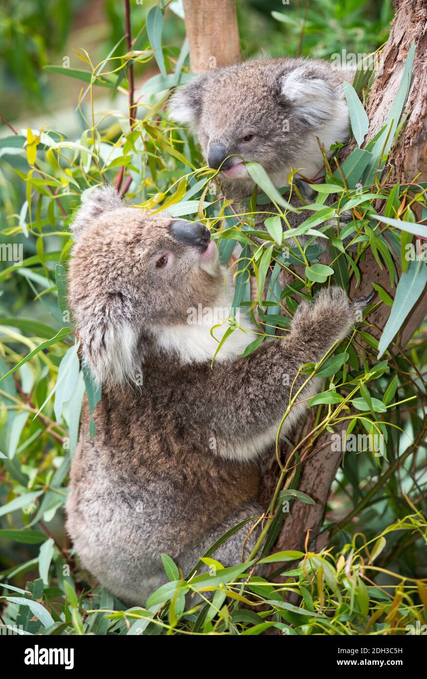 koala frisst Kaugummiblätter. Stockfoto
