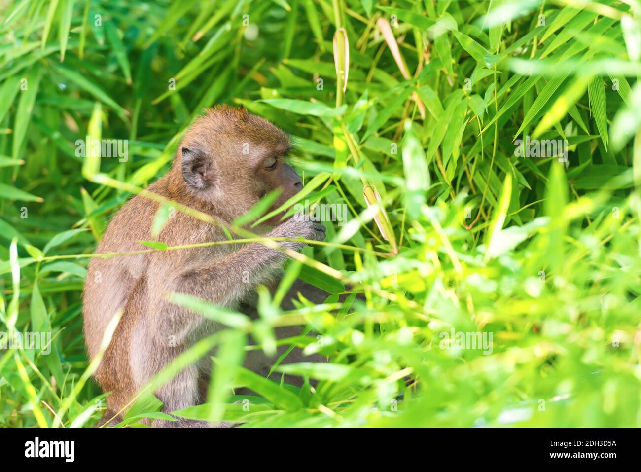 Wilder Affe, der grüne Blätter frisst Stockfoto