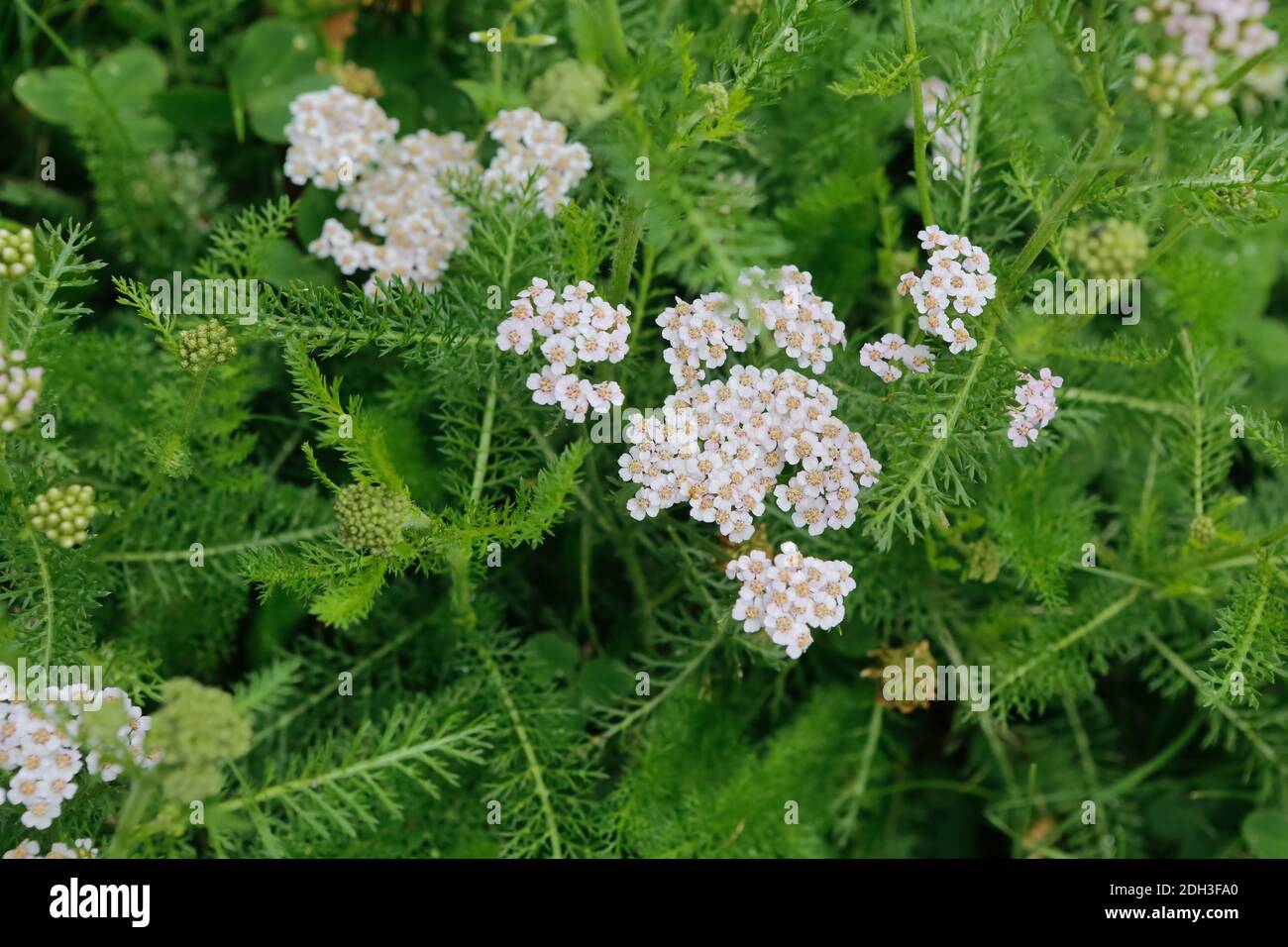 Gemeinsamen Schafgarbe, Achillea millefolium Stockfoto