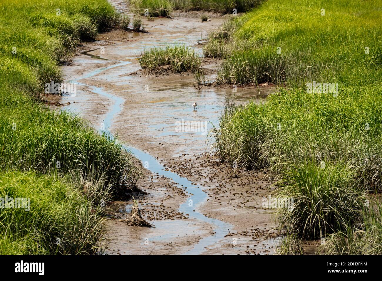 Fernaufnahme der schlammigen Ufer eines Sumpfes in den Jersey-Feuchtgebieten. Stockfoto