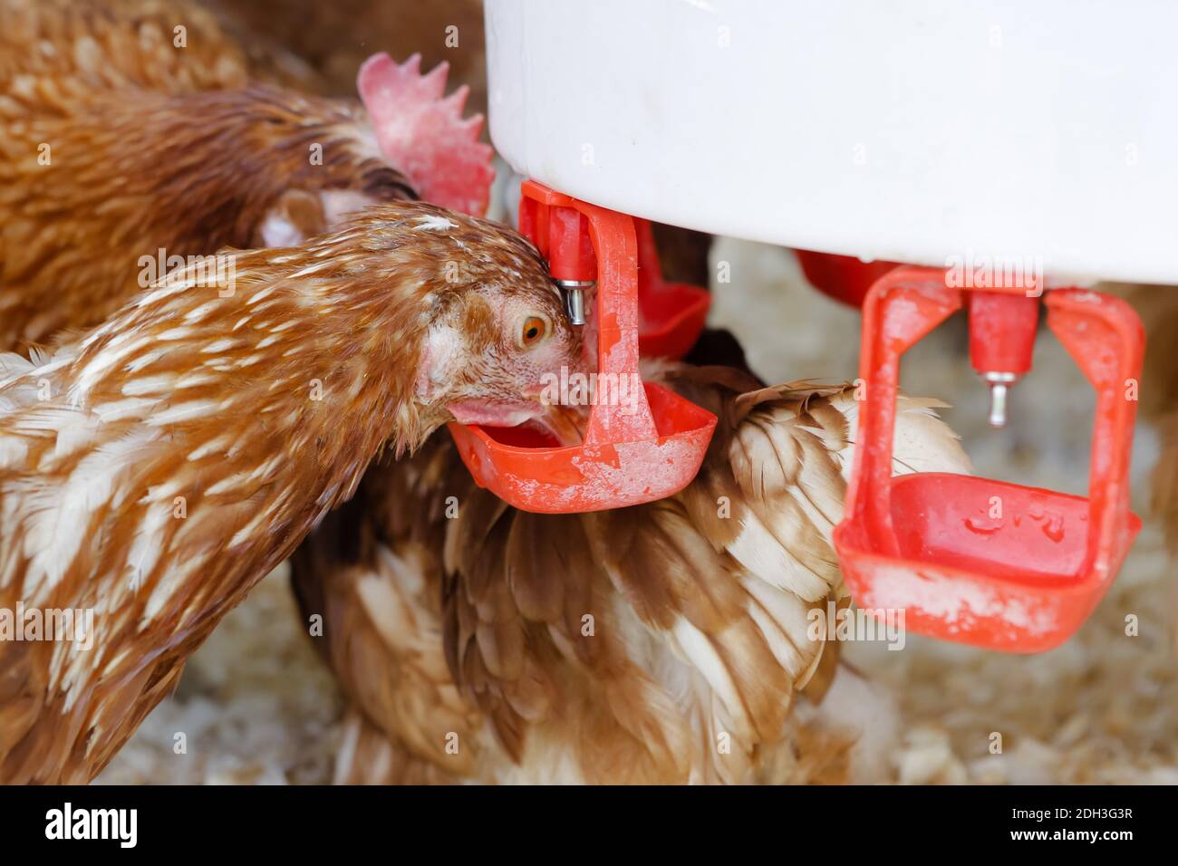 Hühnerzucht Stockfoto