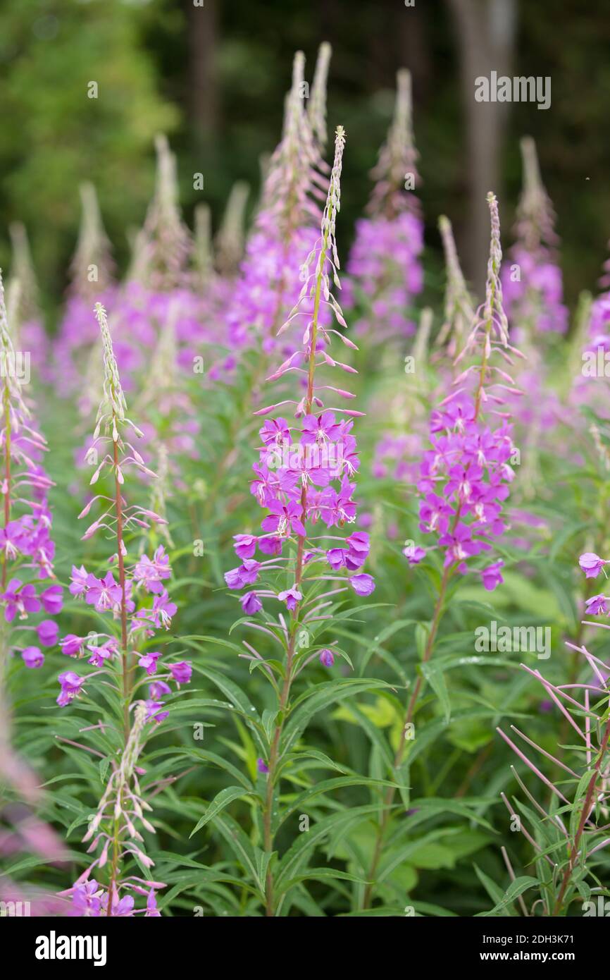 Waldweidenkraut, Epilobium angustifolium Stockfoto