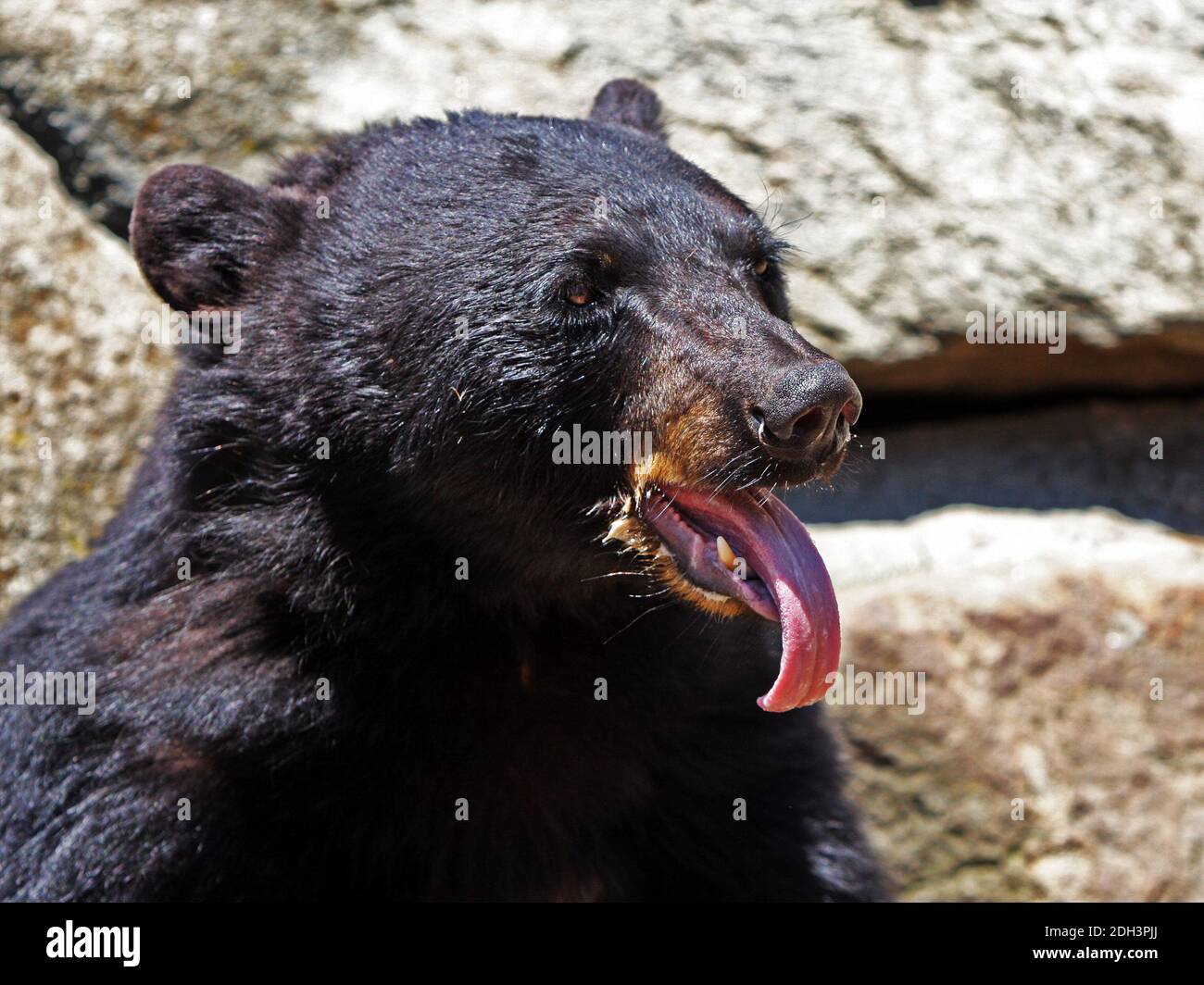 Ein schwarzer Bär mit seiner Zunge. Stockfoto