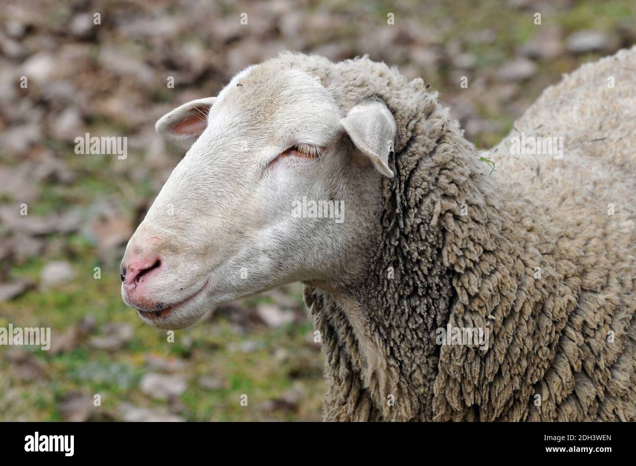 Schafe, Hausschaf, Ovis widder, juh Stockfoto