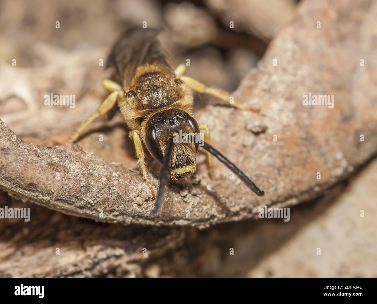 Große Bänderbiene 'Halictus scabiosae' Männchen Stockfoto