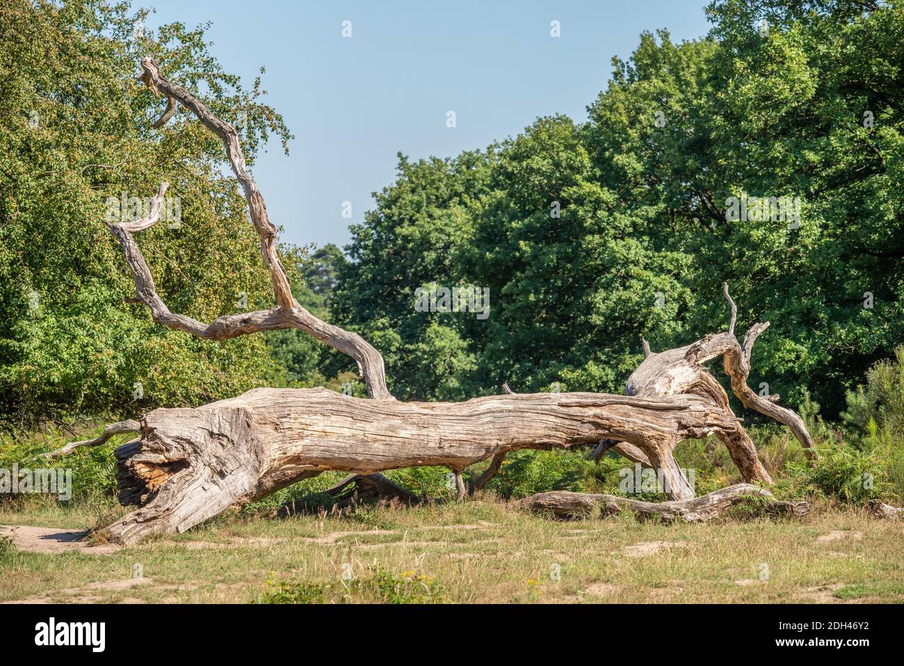 Alte Eiche Stockfoto