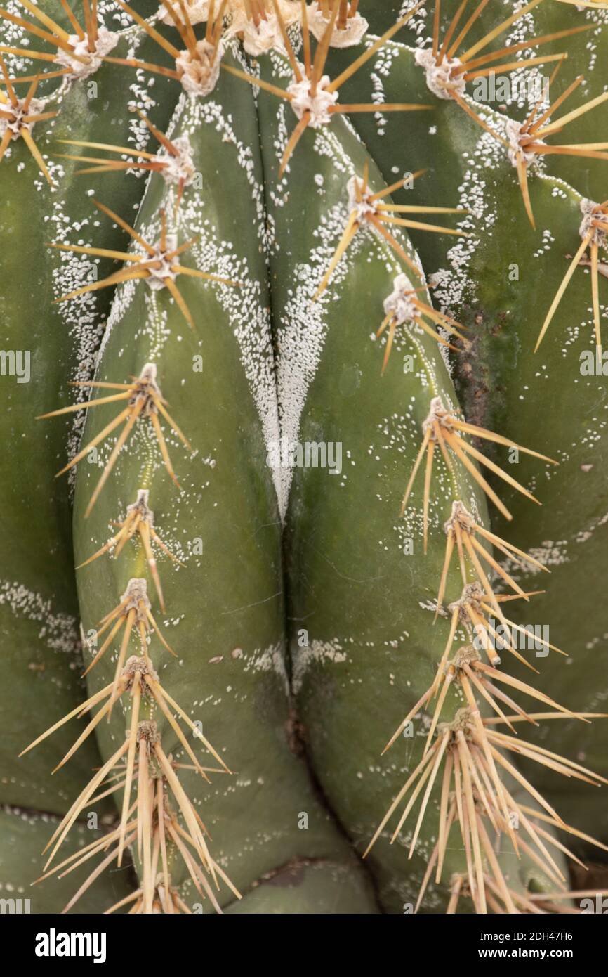 Portrt eines Kaktus, Mnchskappe, Eines Kaktus in tropischer Umgebung  Stockfotografie - Alamy