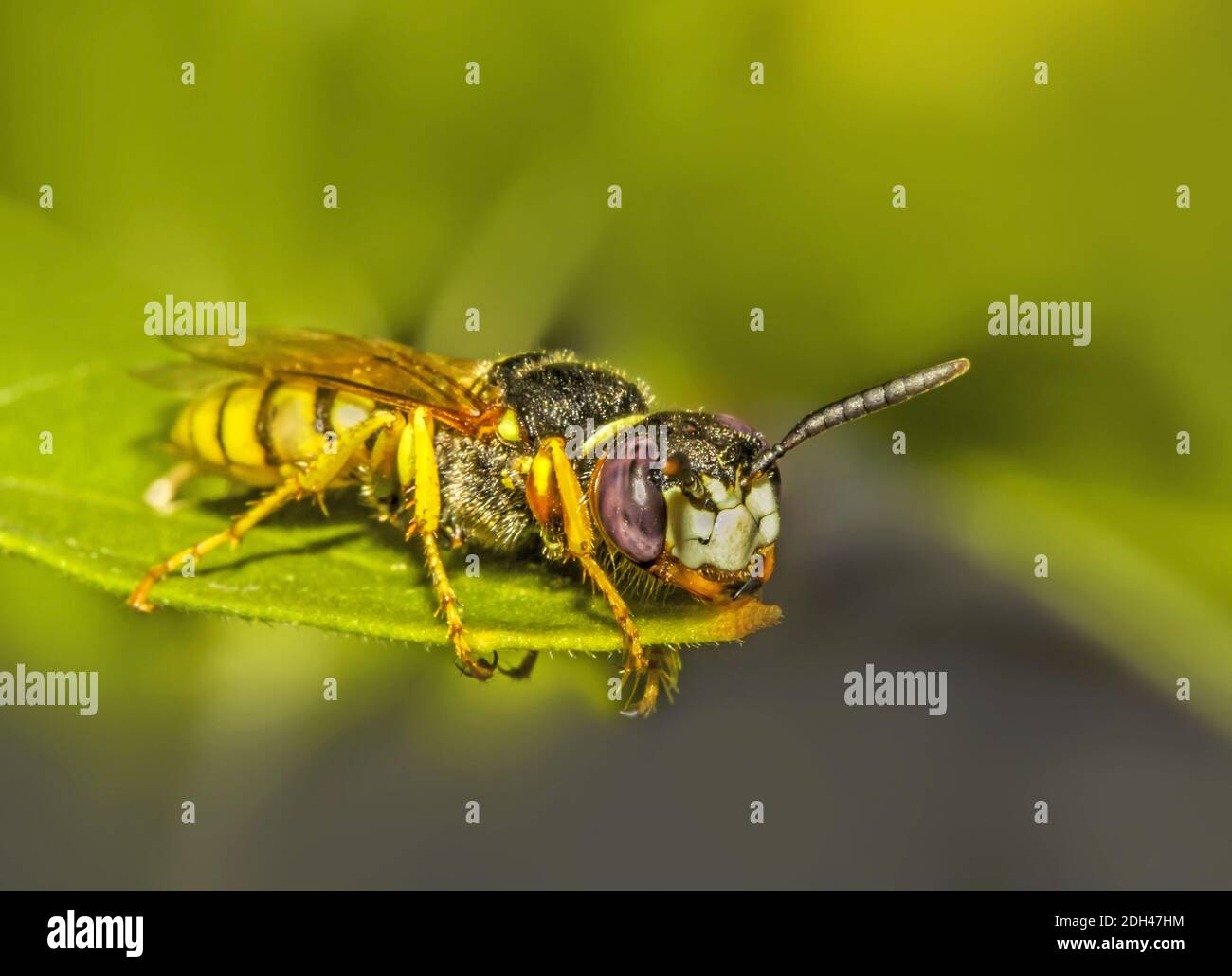 Bienenmörder-Wespe 'Philanthus triangulum' Stockfoto