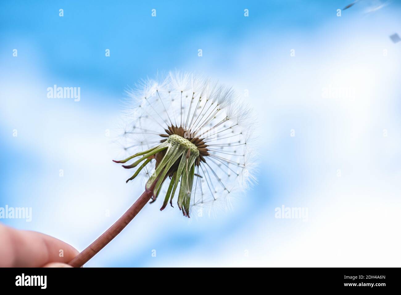 Löwenzahn mit Samen, die im Wind über einen blauen Himmel wegblasen Stockfoto