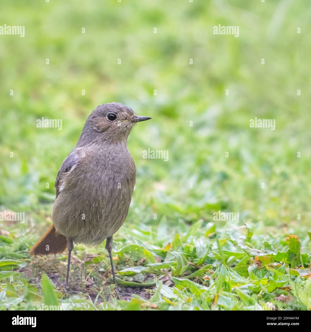 Rotstarter-Weibchen im Garten Stockfoto
