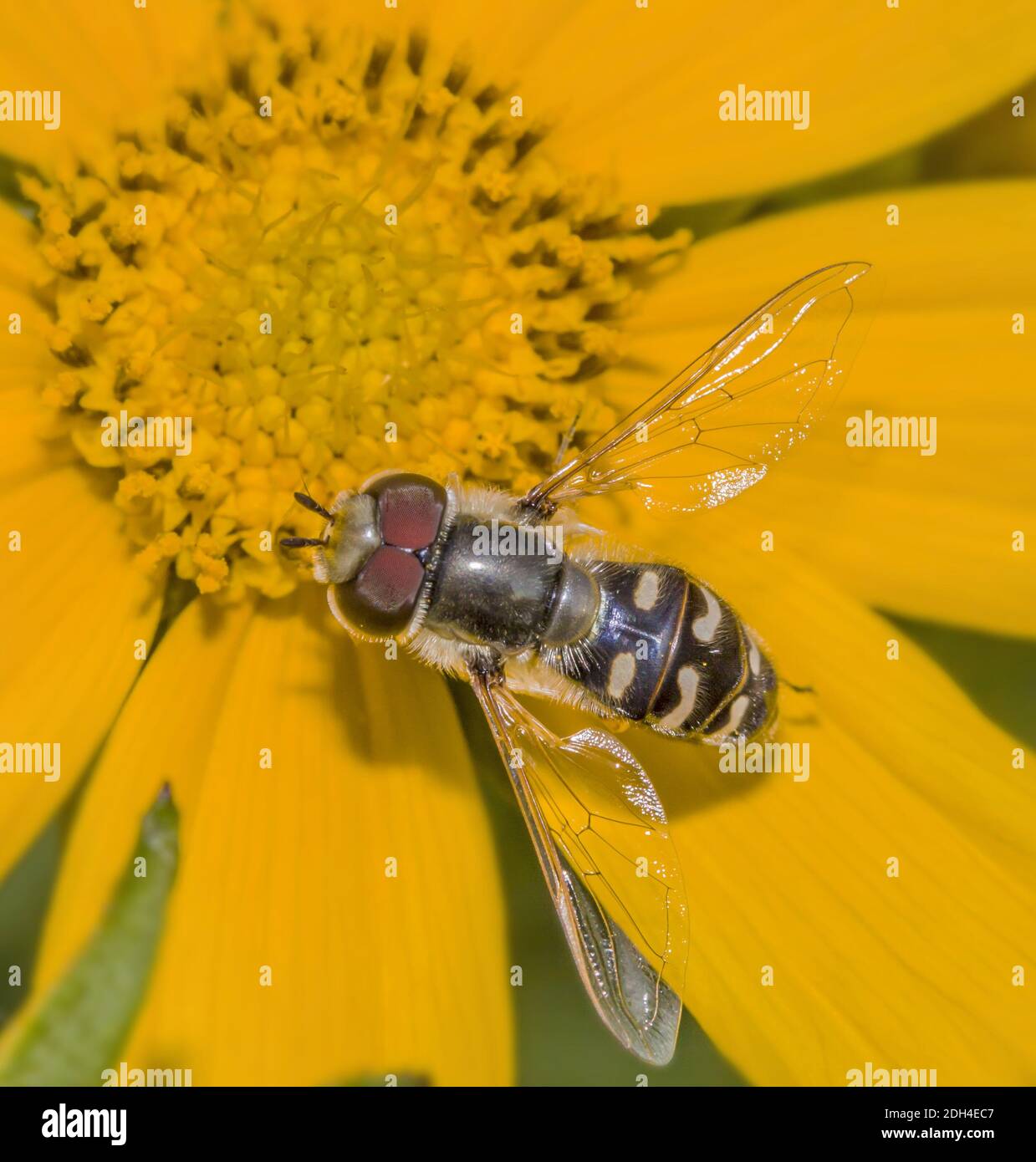 Pied Hoverfly 'Scaeva pyrastri' Stockfoto