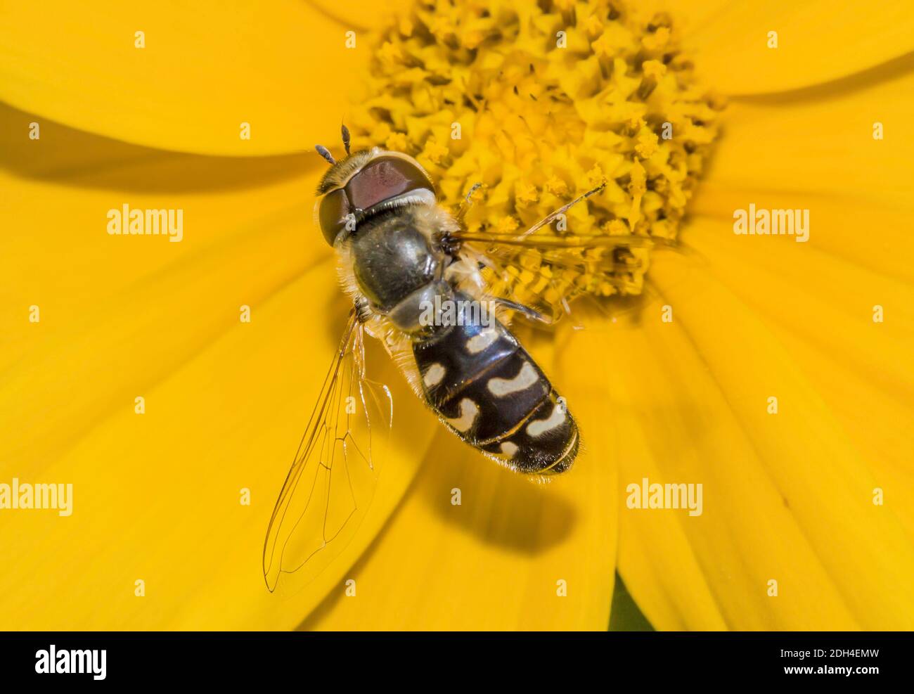 Pied Hoverfly 'Scaeva pyrastri' Stockfoto