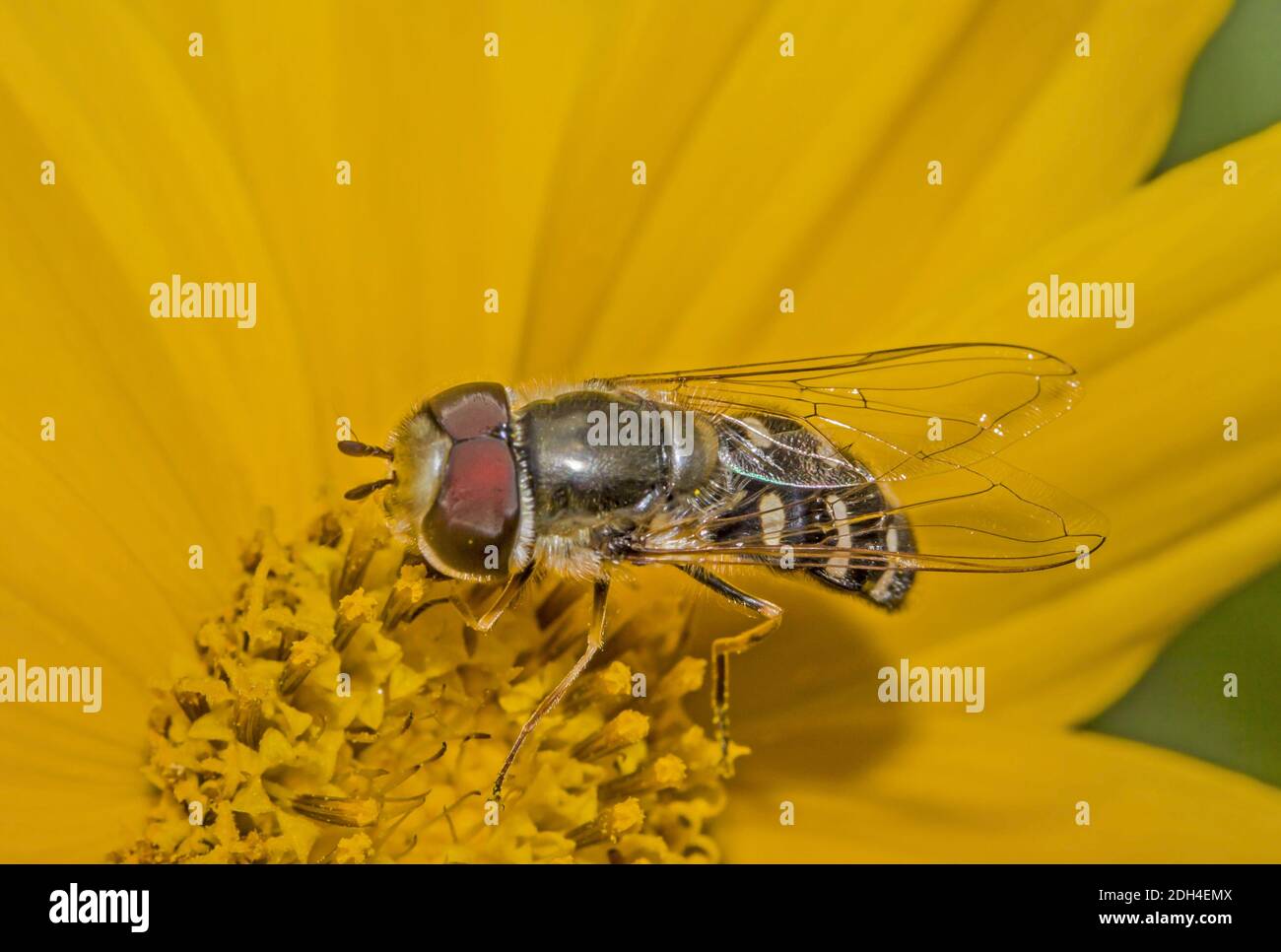 Pied Hoverfly 'Scaeva pyrastri' Stockfoto