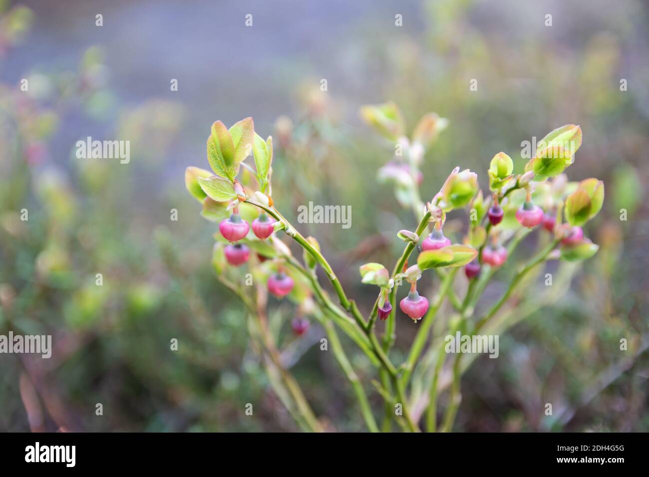 Preiselbeerbusch mit blassrosa Blüten in der Nähe Stockfoto